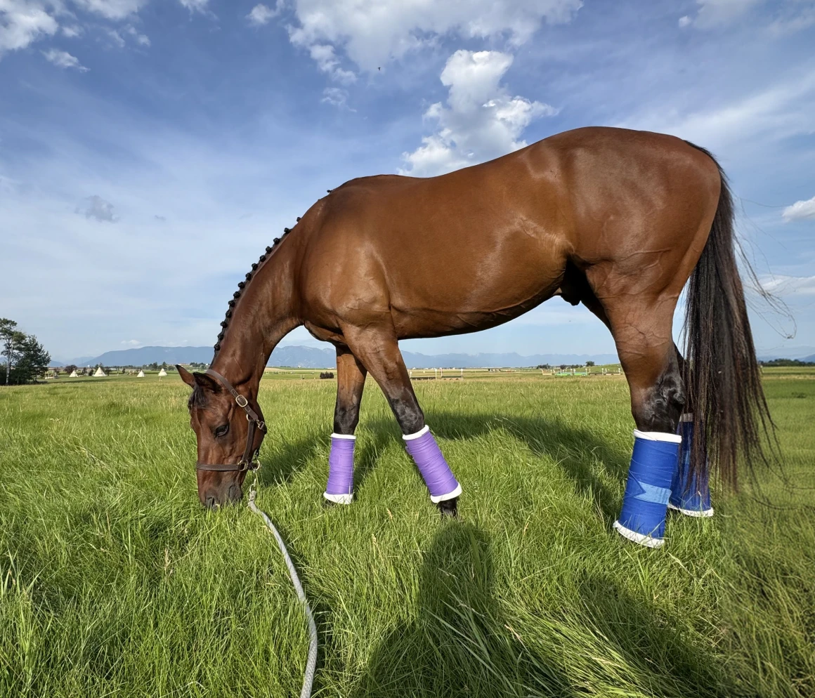 Horse wearing colorful leg wraps