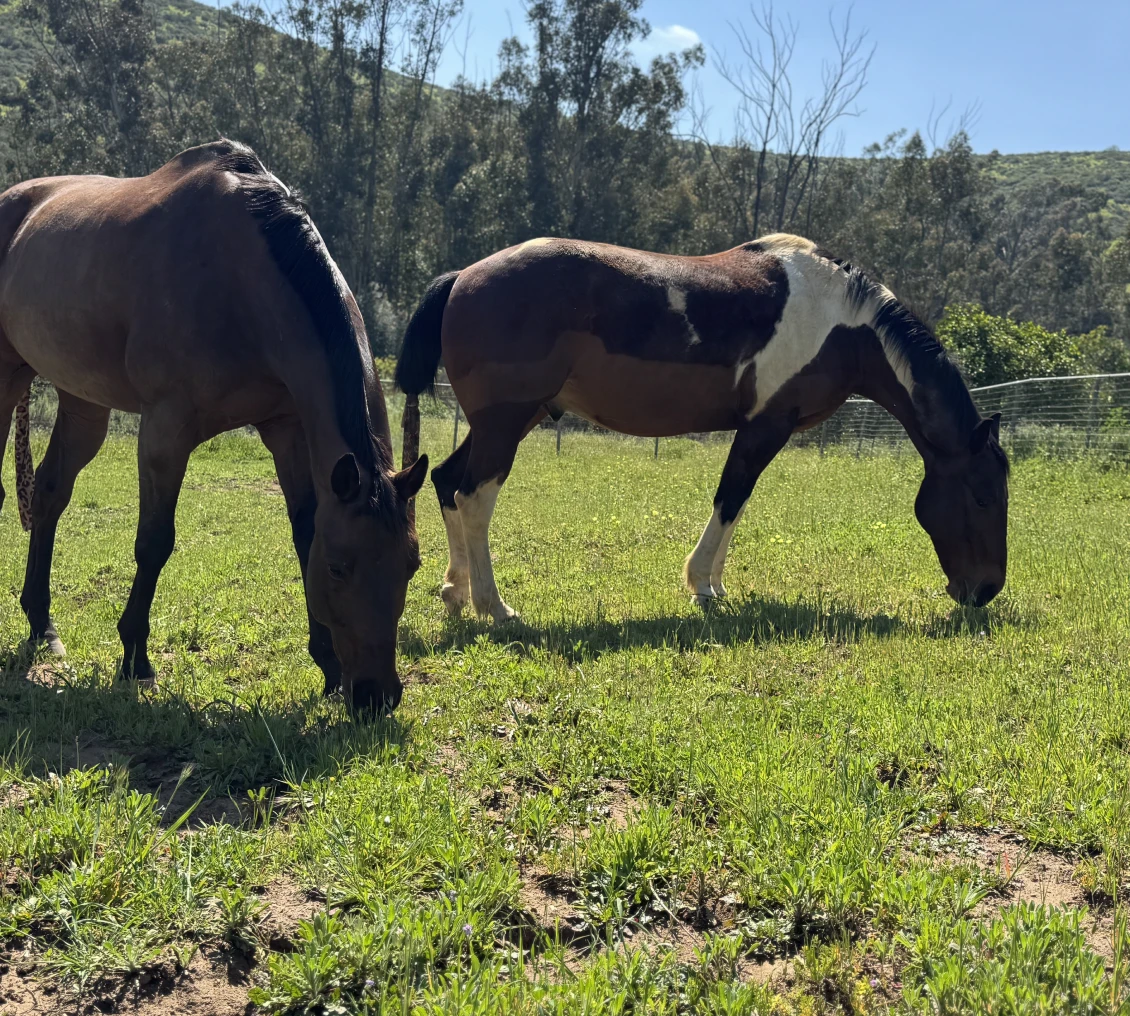 Horses grazing in a sunny field