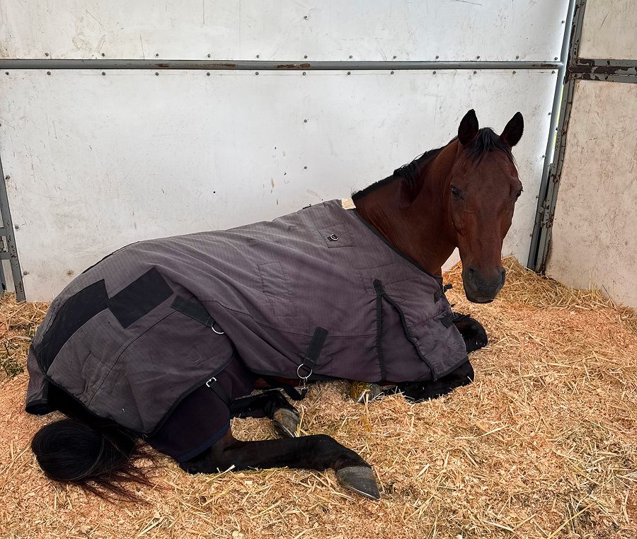 Horse wearing coat in barn setting
