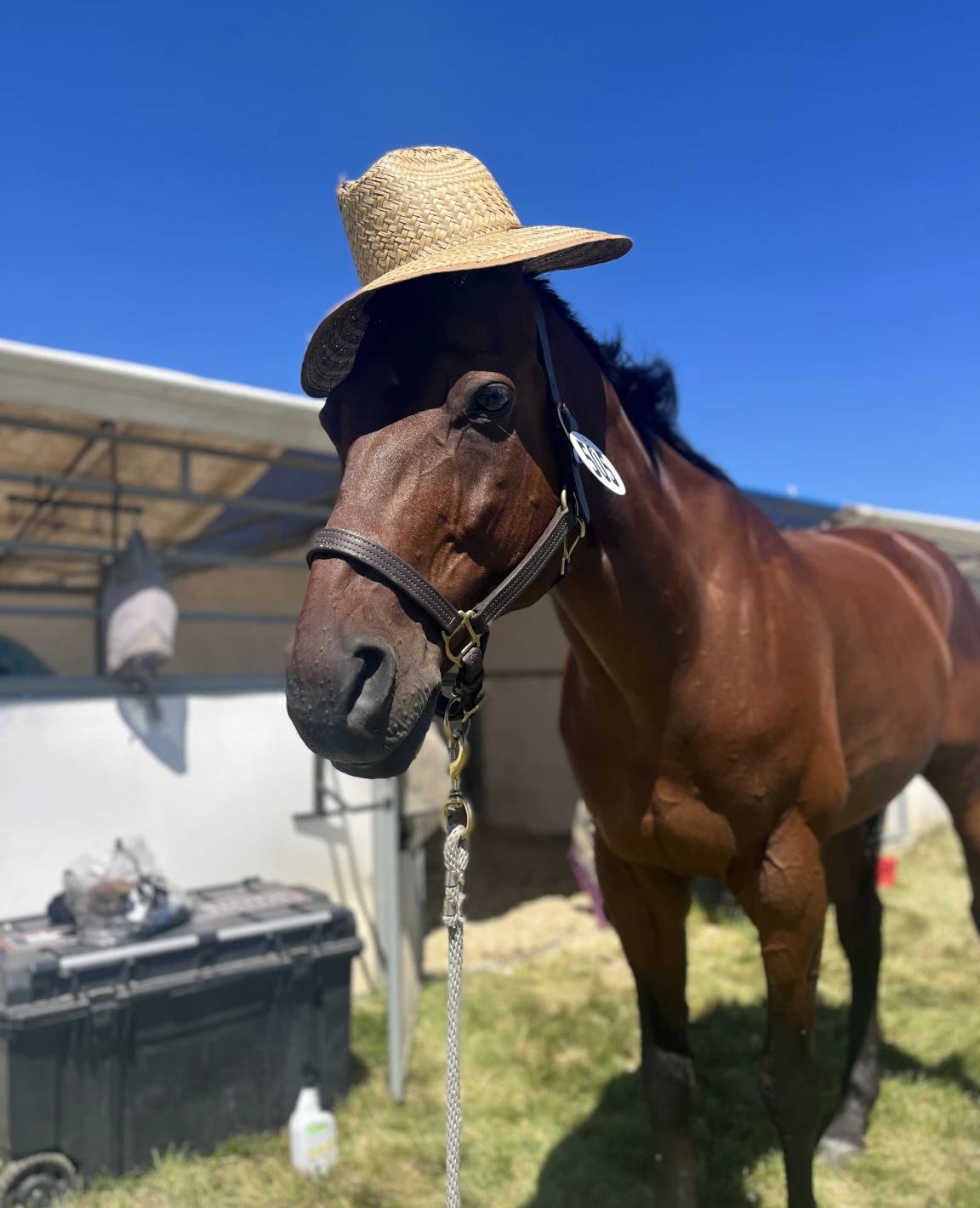 Equine fashion with straw hat